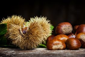 Chestnuts and chestnut bur.