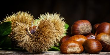 Chestnuts and chestnut bur.