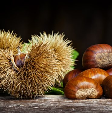 Chestnuts and chestnut bur.